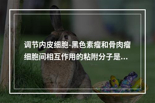 调节内皮细胞-黑色素瘤和骨肉瘤细胞间相互作用的粘附分子是()