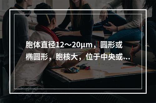 胞体直径12～20μm，圆形或椭圆形，胞核大，位于中央或偏位