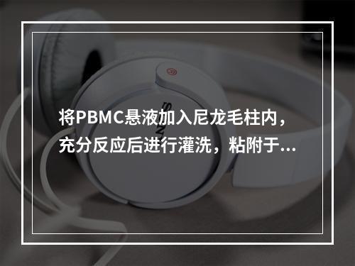 将PBMC悬液加入尼龙毛柱内，充分反应后进行灌洗，粘附于聚酰