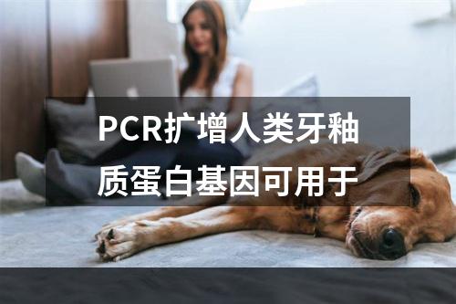 PCR扩增人类牙釉质蛋白基因可用于