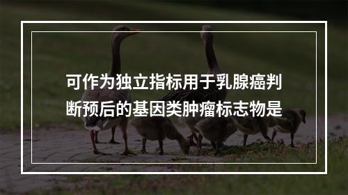 可作为独立指标用于乳腺癌判断预后的基因类肿瘤标志物是