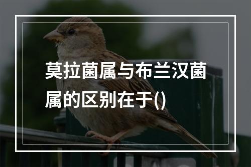 莫拉菌属与布兰汉菌属的区别在于()