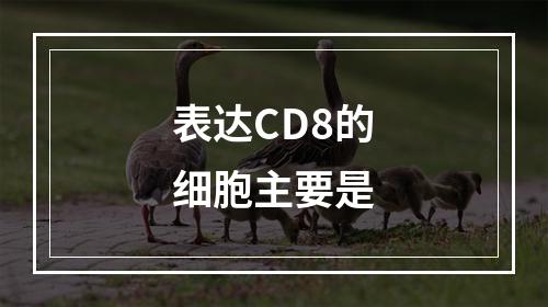 表达CD8的细胞主要是