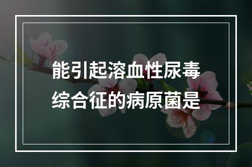 能引起溶血性尿毒综合征的病原菌是