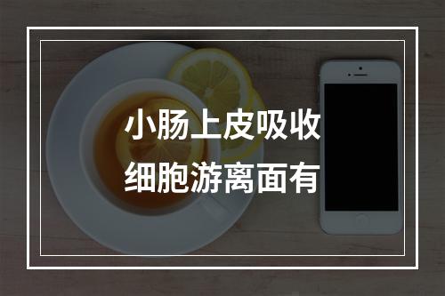 小肠上皮吸收细胞游离面有