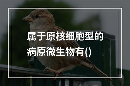 属于原核细胞型的病原微生物有()