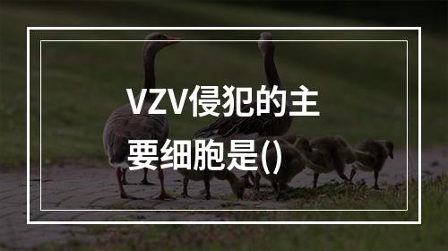 VZV侵犯的主要细胞是()