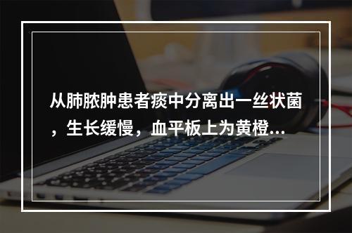 从肺脓肿患者痰中分离出一丝状菌，生长缓慢，血平板上为黄橙色菌