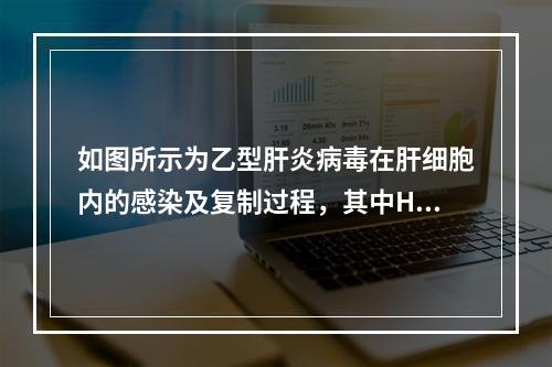 如图所示为乙型肝炎病毒在肝细胞内的感染及复制过程，其中HBV