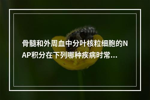 骨髓和外周血中分叶核粒细胞的NAP积分在下列哪种疾病时常呈明