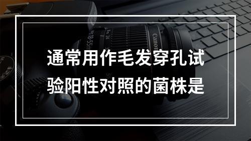 通常用作毛发穿孔试验阳性对照的菌株是