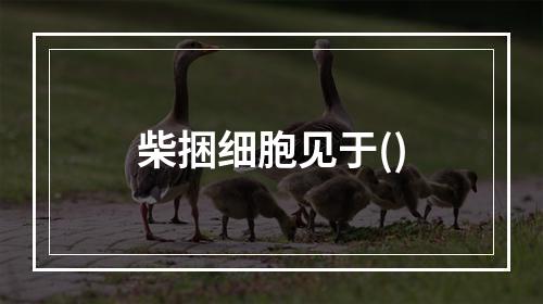 柴捆细胞见于()