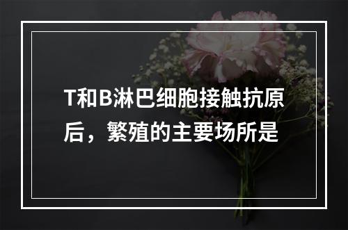 T和B淋巴细胞接触抗原后，繁殖的主要场所是