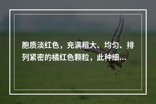 胞质淡红色，充满粗大、均匀、排列紧密的橘红色颗粒，此种细胞是