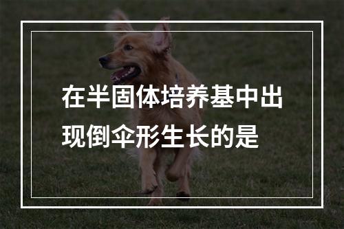 在半固体培养基中出现倒伞形生长的是