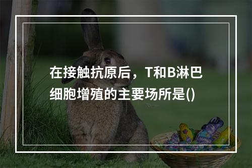 在接触抗原后，T和B淋巴细胞增殖的主要场所是()