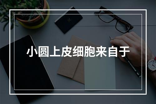 小圆上皮细胞来自于