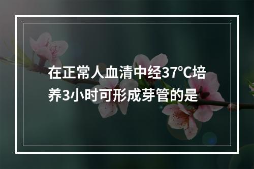 在正常人血清中经37℃培养3小时可形成芽管的是