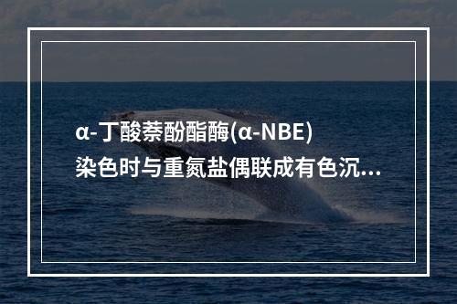 α-丁酸萘酚酯酶(α-NBE)染色时与重氮盐偶联成有色沉淀的