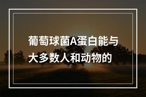 葡萄球菌A蛋白能与大多数人和动物的