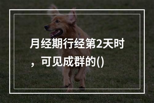 月经期行经第2天时，可见成群的()