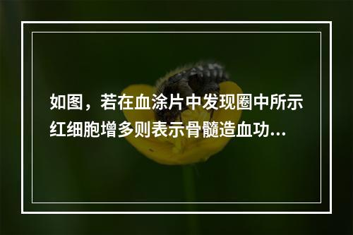 如图，若在血涂片中发现圈中所示红细胞增多则表示骨髓造血功能(