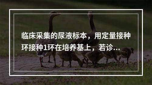 临床采集的尿液标本，用定量接种环接种1环在培养基上，若诊断为