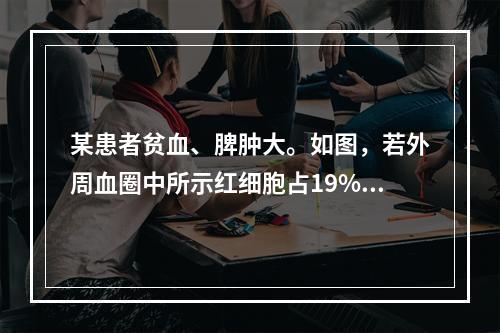 某患者贫血、脾肿大。如图，若外周血圈中所示红细胞占19%，最