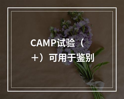 CAMP试验（＋）可用于鉴别