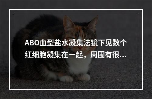 ABO血型盐水凝集法镜下见数个红细胞凝集在一起，周围有很多游