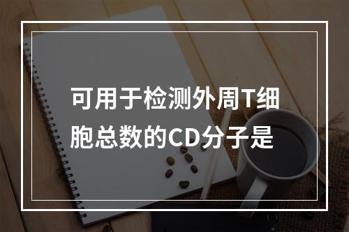 可用于检测外周T细胞总数的CD分子是