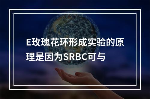 E玫瑰花环形成实验的原理是因为SRBC可与