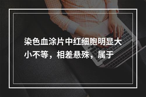 染色血涂片中红细胞明显大小不等，相差悬殊，属于