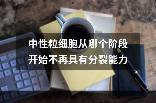 中性粒细胞从哪个阶段开始不再具有分裂能力