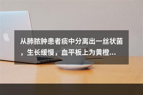 从肺脓肿患者痰中分离出一丝状菌，生长缓慢，血平板上为黄橙色菌