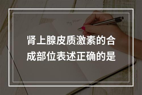 肾上腺皮质激素的合成部位表述正确的是