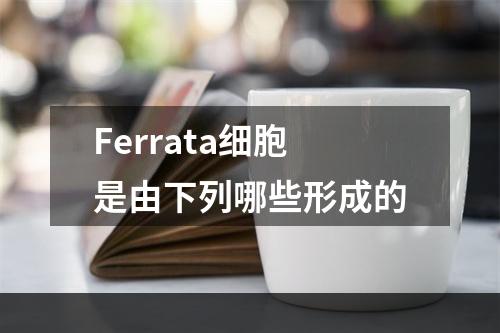 Ferrata细胞是由下列哪些形成的