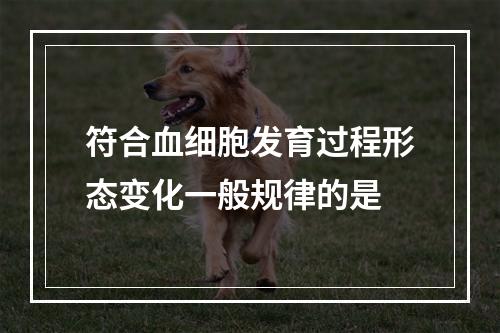 符合血细胞发育过程形态变化一般规律的是