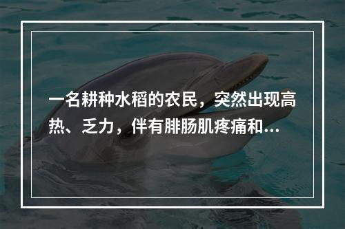 一名耕种水稻的农民，突然出现高热、乏力，伴有腓肠肌疼痛和眼结