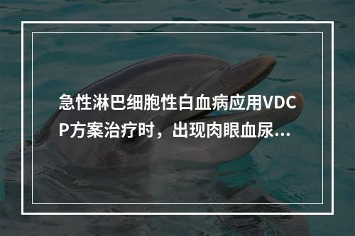 急性淋巴细胞性白血病应用VDCP方案治疗时，出现肉眼血尿，应