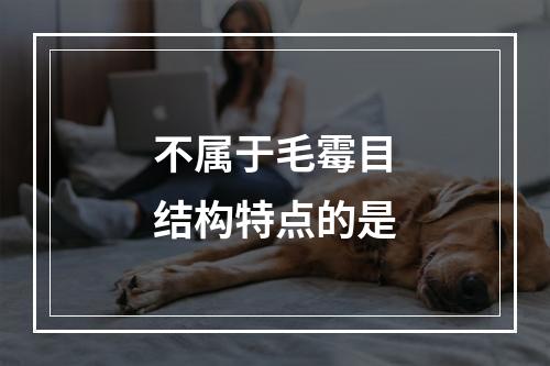 不属于毛霉目结构特点的是