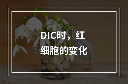 DIC时，红细胞的变化