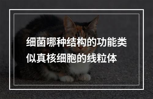 细菌哪种结构的功能类似真核细胞的线粒体