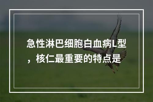 急性淋巴细胞白血病L型，核仁最重要的特点是