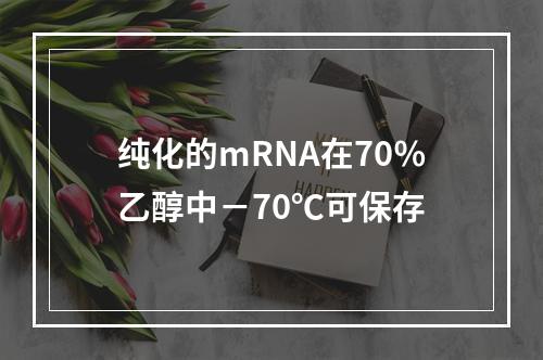 纯化的mRNA在70％乙醇中－70℃可保存