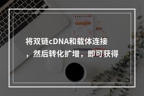 将双链cDNA和载体连接，然后转化扩增，即可获得