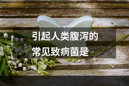 引起人类腹泻的常见致病菌是