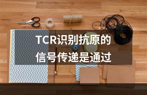 TCR识别抗原的信号传递是通过