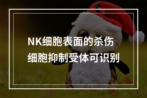 NK细胞表面的杀伤细胞抑制受体可识别