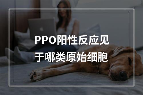 PPO阳性反应见于哪类原始细胞